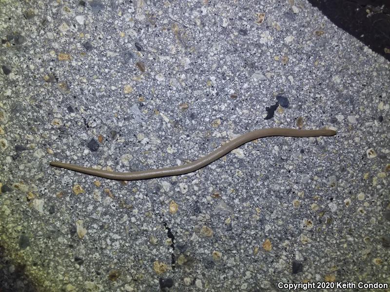 Northern Rubber Boa (Charina bottae)