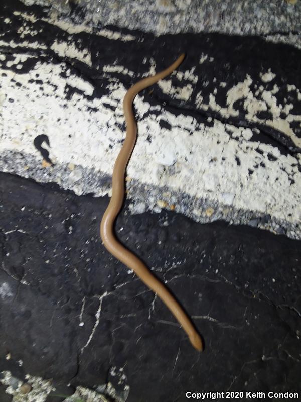 Northern Rubber Boa (Charina bottae)