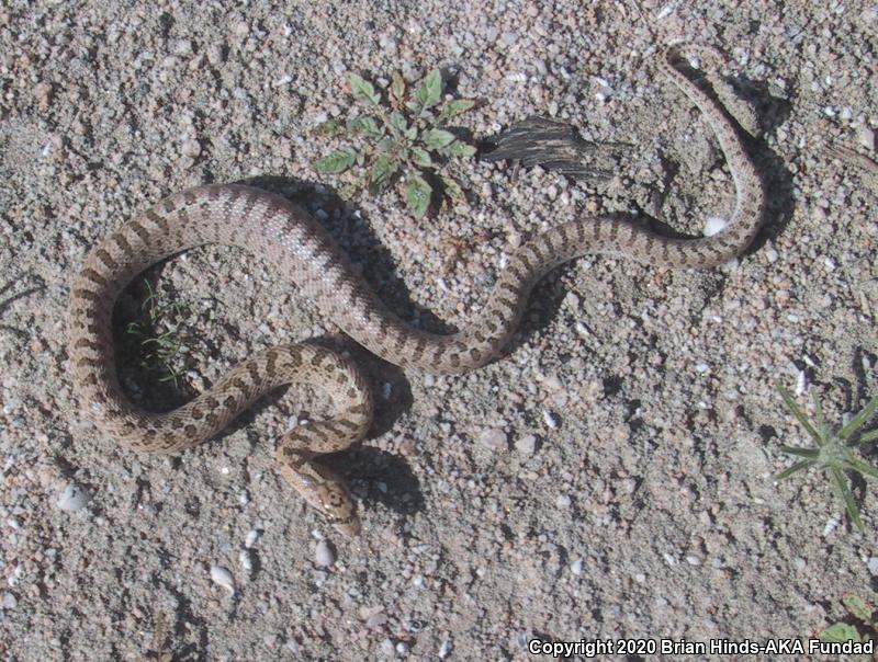 Desert Glossy Snake (Arizona elegans eburnata)