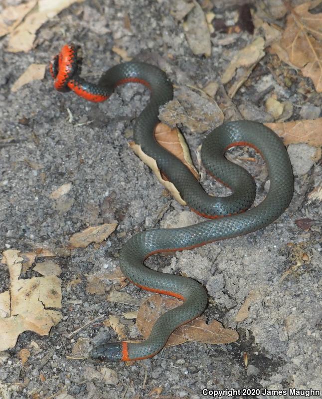 Pacific Ring-necked Snake (Diadophis punctatus amabilis)