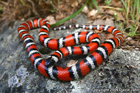 Coast Mountain Kingsnake (Lampropeltis zonata multifasciata)