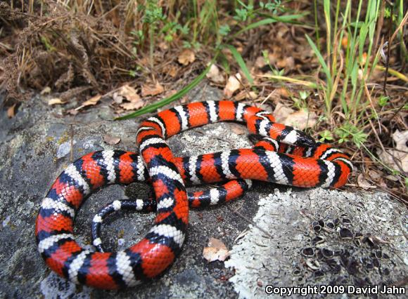 Coast Mountain Kingsnake (Lampropeltis zonata multifasciata)