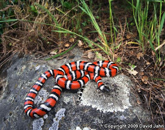 Coast Mountain Kingsnake (Lampropeltis zonata multifasciata)