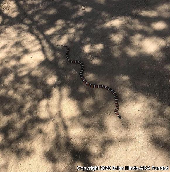 Sierra Mountain Kingsnake (Lampropeltis zonata multicincta)