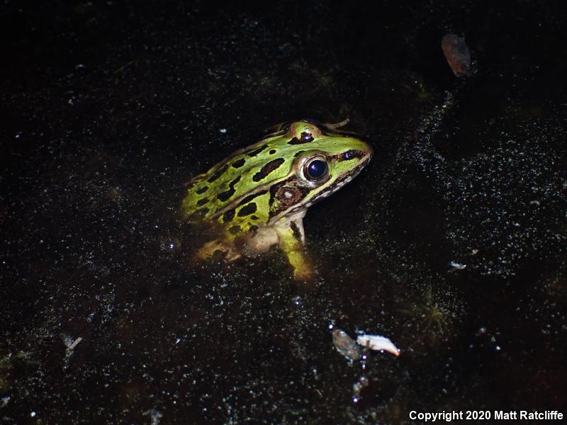 Southern Leopard Frog (Lithobates sphenocephalus utricularius)