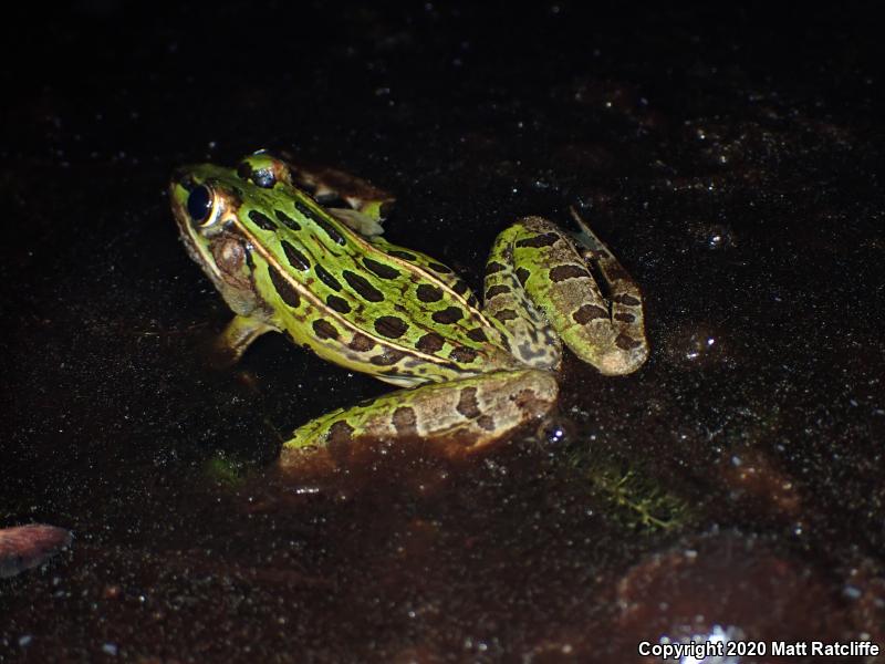 Southern Leopard Frog (Lithobates sphenocephalus utricularius)