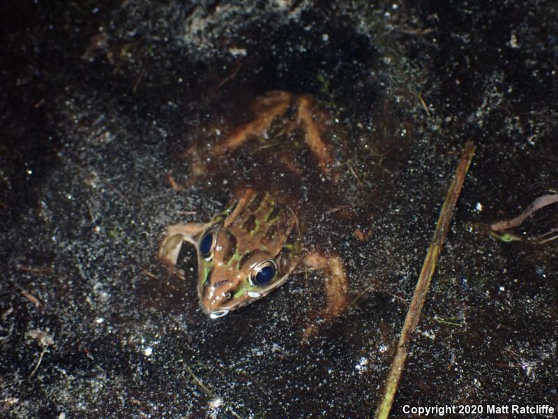 Southern Leopard Frog (Lithobates sphenocephalus utricularius)