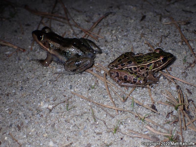 Southern Leopard Frog (Lithobates sphenocephalus utricularius)