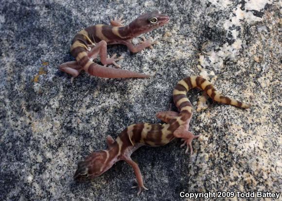 San Diego Banded Gecko (Coleonyx variegatus abbotti)