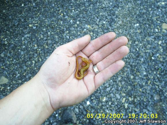 Long-tailed Salamander (Eurycea longicauda longicauda)