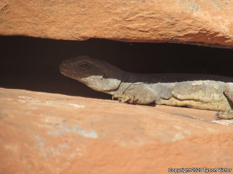 Common Chuckwalla (Sauromalus ater)