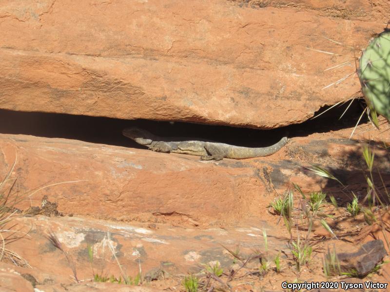 Common Chuckwalla (Sauromalus ater)