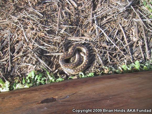 San Diego Gopher Snake (Pituophis catenifer annectens)