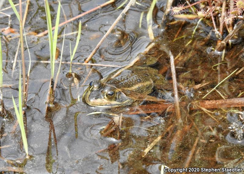 Carpenter Frog (Lithobates virgatipes)