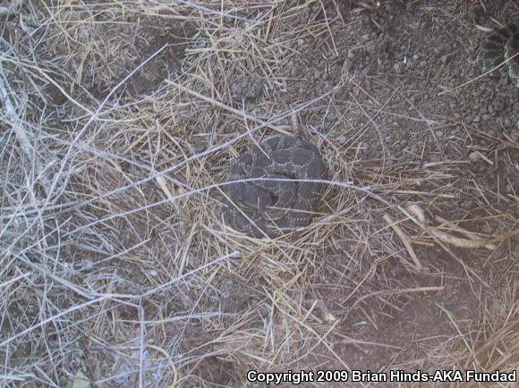 Southern Pacific Rattlesnake (Crotalus oreganus helleri)