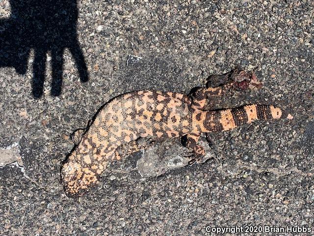 Reticulate Gila Monster (Heloderma suspectum suspectum)