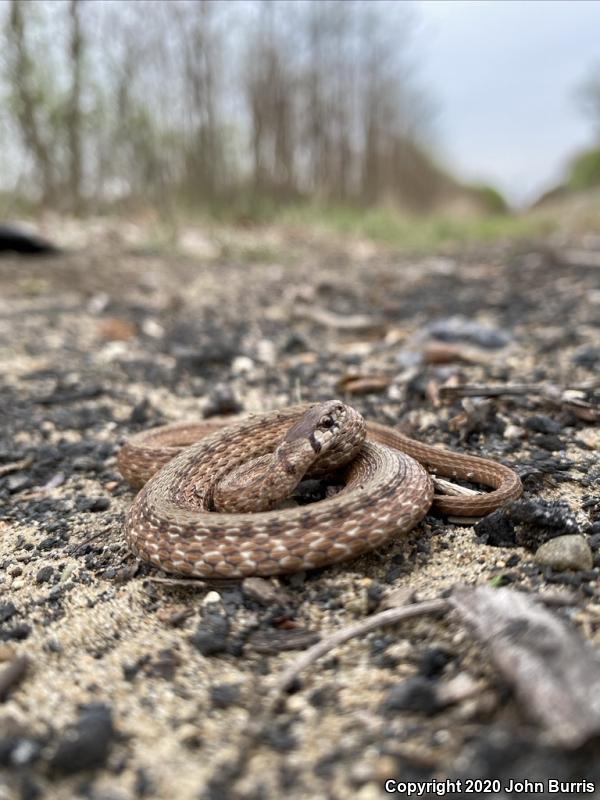 Midland Brownsnake (Storeria dekayi wrightorum)