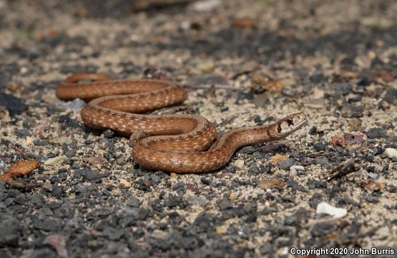 Midland Brownsnake (Storeria dekayi wrightorum)