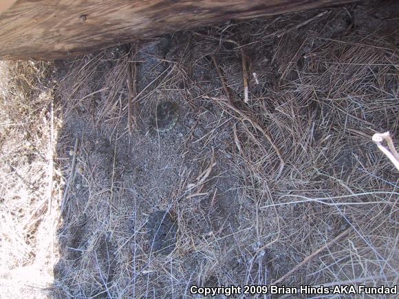 Southern Pacific Rattlesnake (Crotalus oreganus helleri)