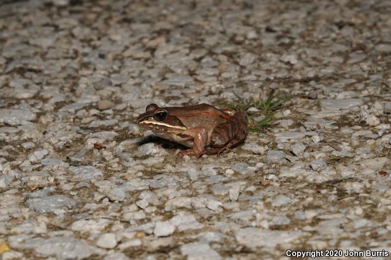 Wood Frog (Lithobates sylvaticus)