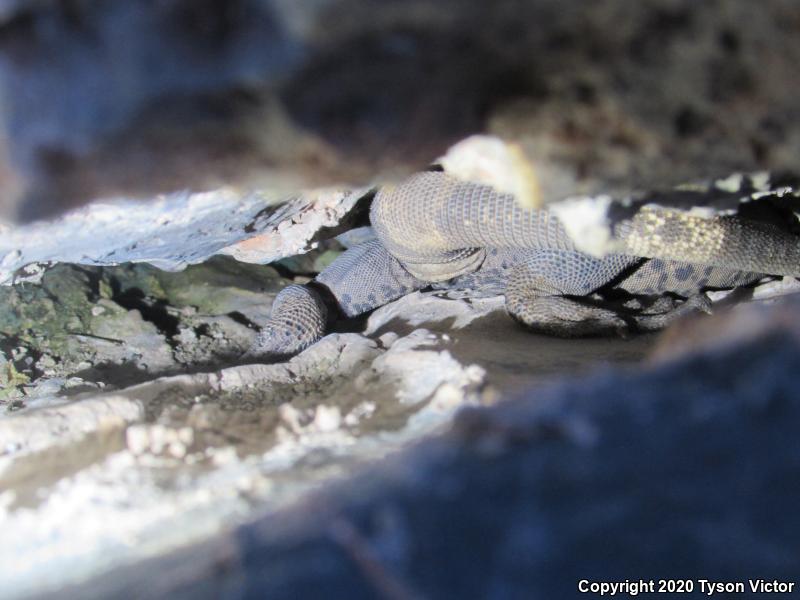 Common Chuckwalla (Sauromalus ater)