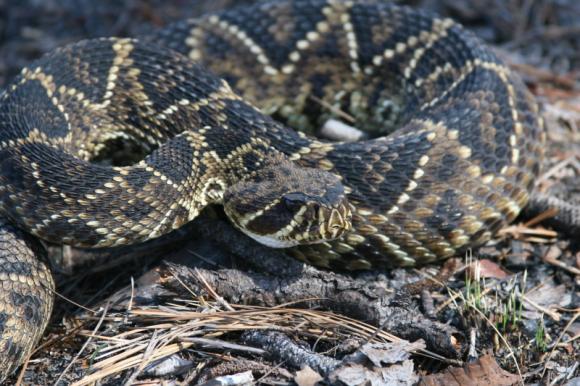 Eastern Diamond-backed Rattlesnake (Crotalus adamanteus)