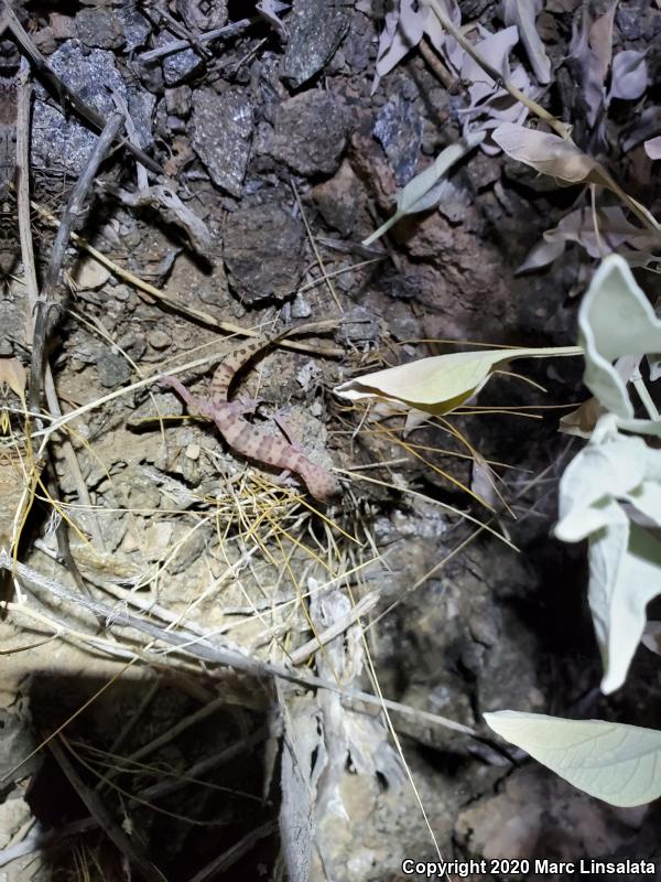 Desert Banded Gecko (Coleonyx variegatus variegatus)