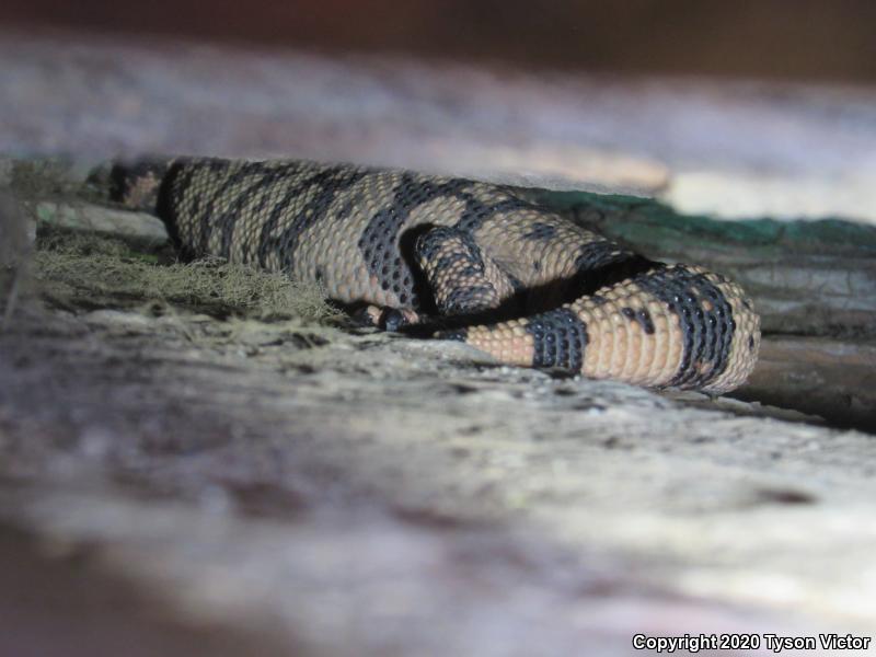 Banded Gila Monster (Heloderma suspectum cinctum)