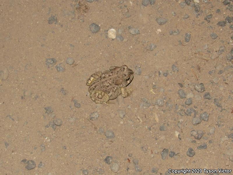 Arizona Toad (Anaxyrus microscaphus)