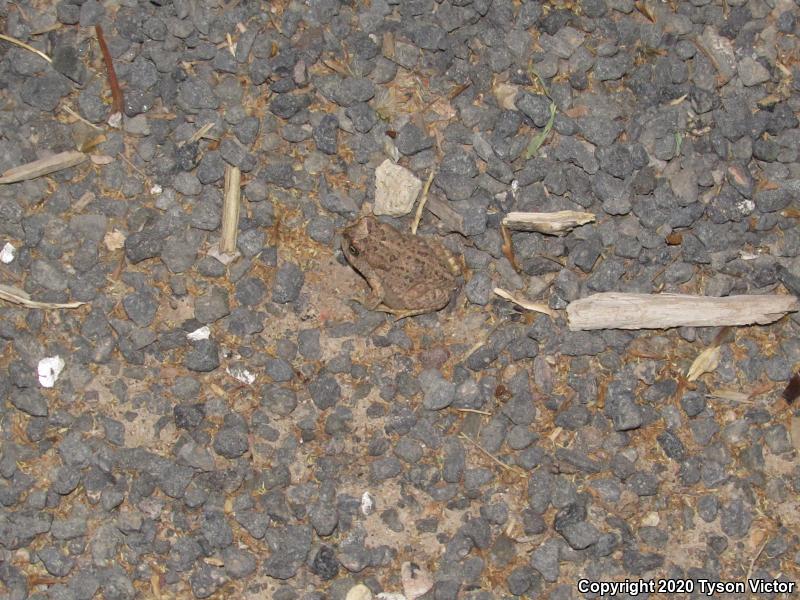 Arizona Toad (Anaxyrus microscaphus)