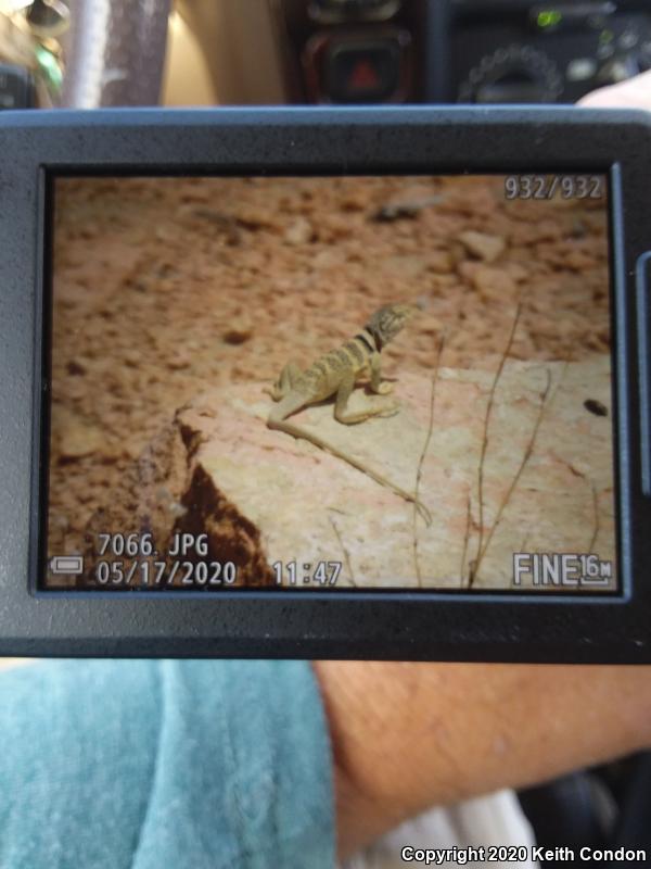 Great Basin Collared Lizard (Crotaphytus bicinctores)