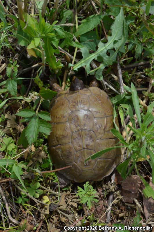 Three-toed Box Turtle (Terrapene carolina triunguis)