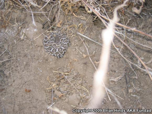 Southern Pacific Rattlesnake (Crotalus oreganus helleri)