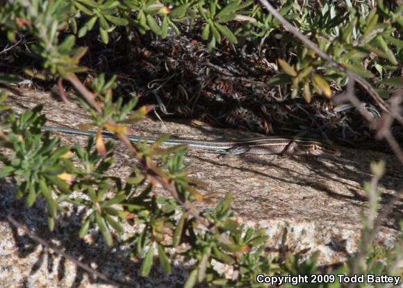 Belding's Orange-throated Whiptail (Aspidoscelis hyperythra beldingi)