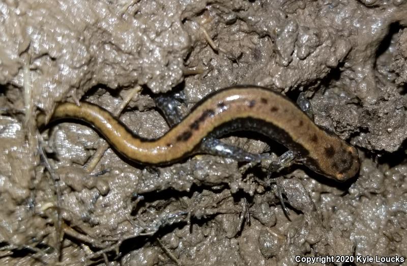 Allegheny Mountain Dusky Salamander (Desmognathus ochrophaeus)