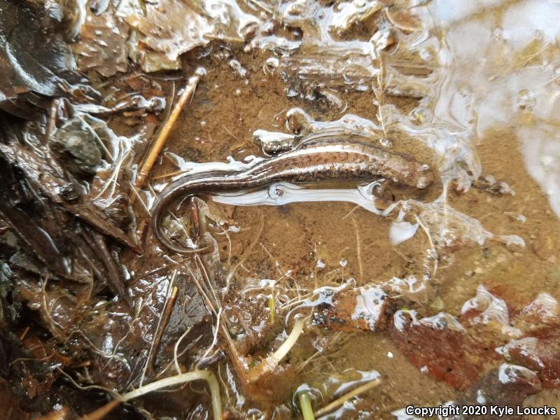 Allegheny Mountain Dusky Salamander (Desmognathus ochrophaeus)