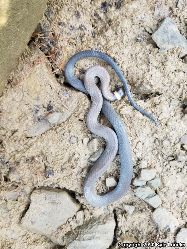 Northern Ring-necked Snake (Diadophis punctatus edwardsii)