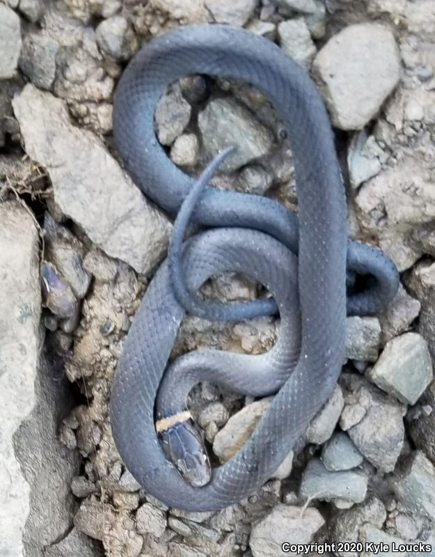 Northern Ring-necked Snake (Diadophis punctatus edwardsii)