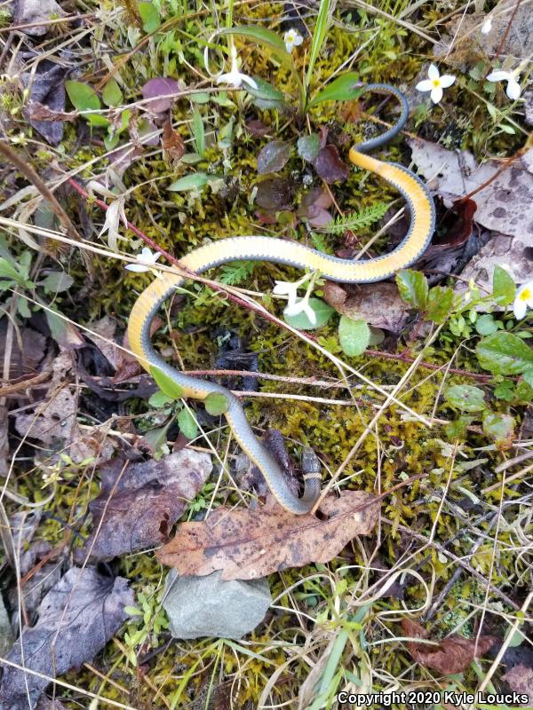 Northern Ring-necked Snake (Diadophis punctatus edwardsii)