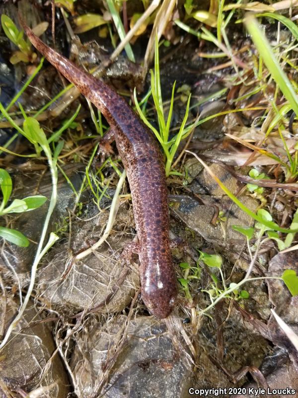 Northern Red Salamander (Pseudotriton ruber ruber)