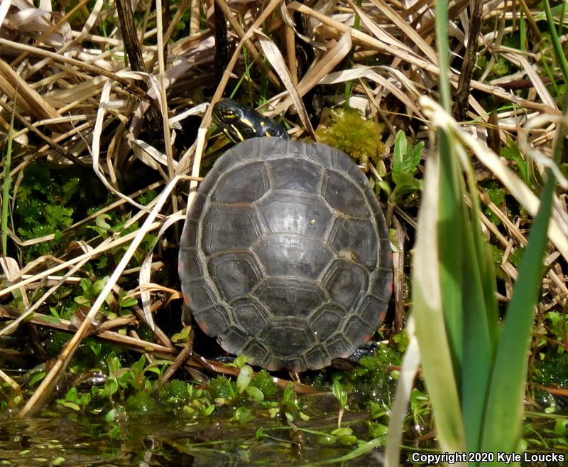 Midland Painted Turtle (Chrysemys picta marginata)