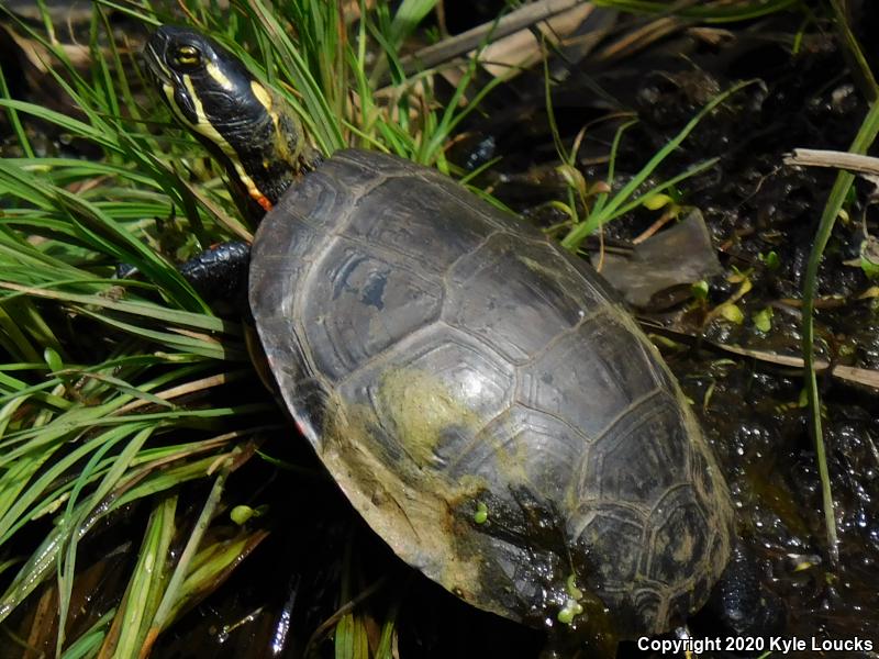 Midland Painted Turtle (Chrysemys picta marginata)