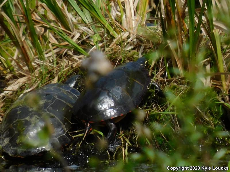 Midland Painted Turtle (Chrysemys picta marginata)