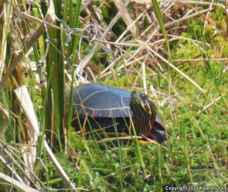 Midland Painted Turtle (Chrysemys picta marginata)