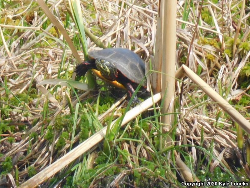 Midland Painted Turtle (Chrysemys picta marginata)