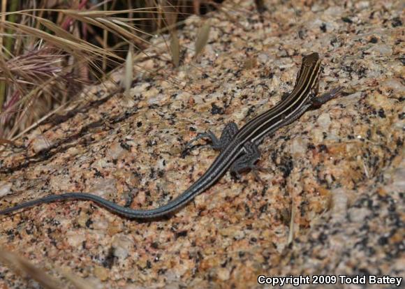 Belding's Orange-throated Whiptail (Aspidoscelis hyperythra beldingi)