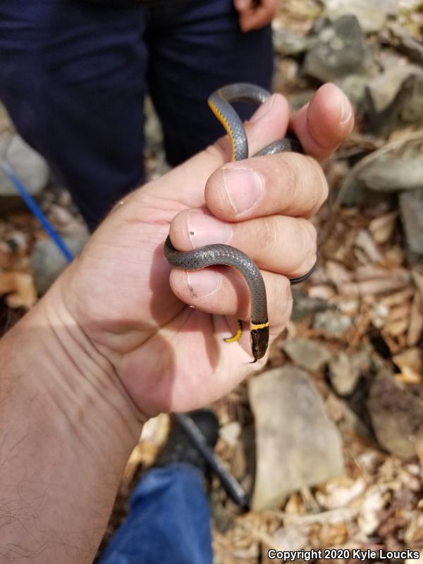 Northern Ring-necked Snake (Diadophis punctatus edwardsii)