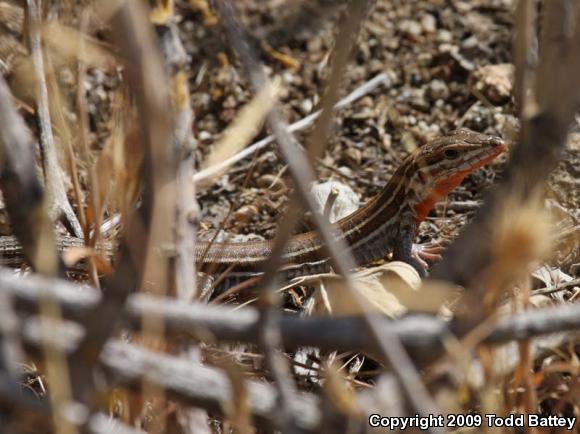 Belding's Orange-throated Whiptail (Aspidoscelis hyperythra beldingi)