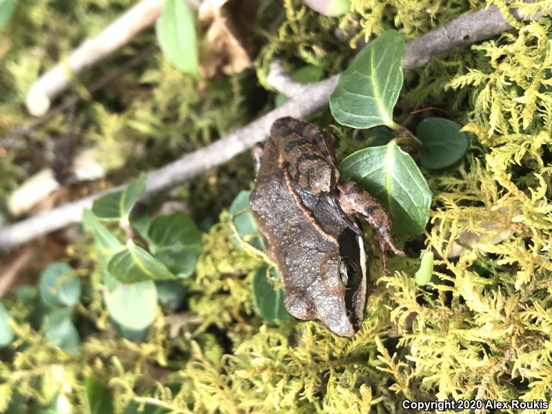 Wood Frog (Lithobates sylvaticus)