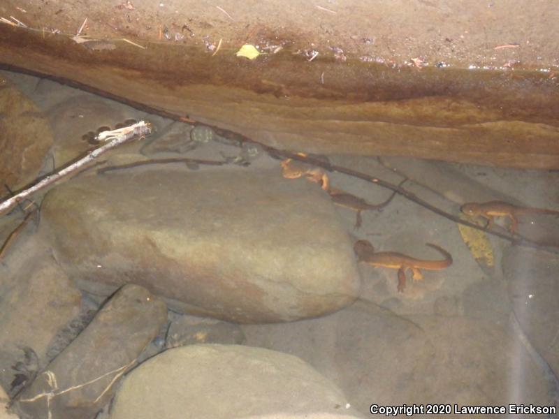 Coast Range Newt (Taricha torosa torosa)